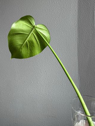 Estaca Monstera Deliciosa - 1 folha haste grande