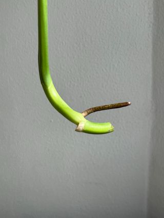 Estaca Monstera Deliciosa - 1 folha haste grande