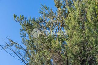 Terreno en venta en Orotava (La)