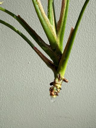 Estaca Syngonium Rosa Neon