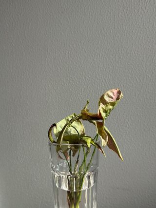 Estaca Syngonium Rosa Neon