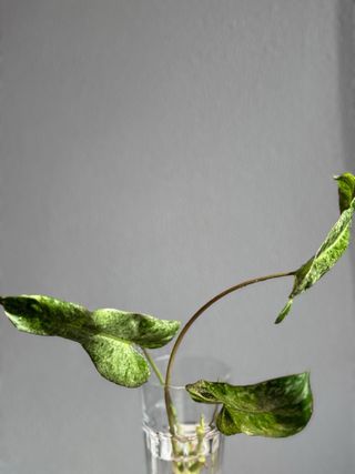 Philodendron Paraiso Verde