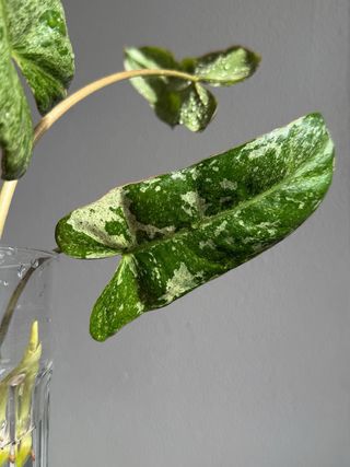 Philodendron Paraiso Verde