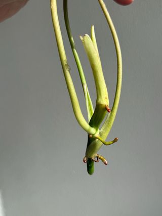 Philodendron Paraiso Verde