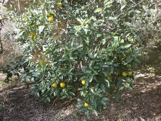 Terreno en venta en Vila-seca pueblo en Vila-Seca