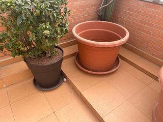 Maceta grande de plástico con plato