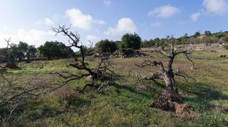 Solar en venta en Son Servera