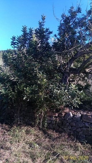 Terreno en venta en Borriol