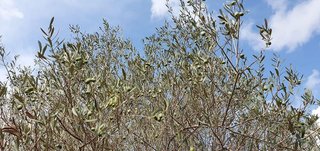 Terreno en venta en Borriol