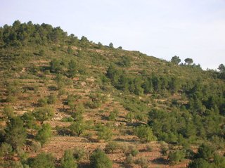 Terreno en venta en Borriol