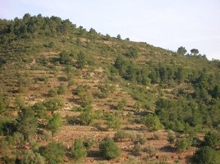 Terreno en venta en Borriol