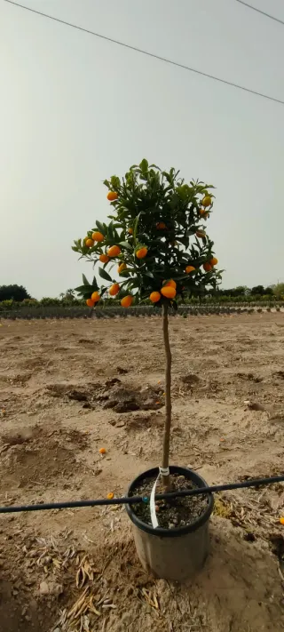 Kumquat en maceta 15L