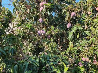 Terreno en venta en Caserones - La Higuera en Telde