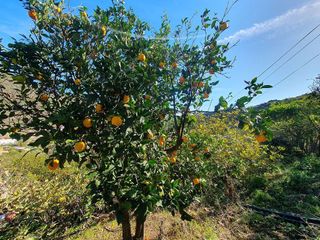 Terreno en venta en Caserones - La Higuera en Telde
