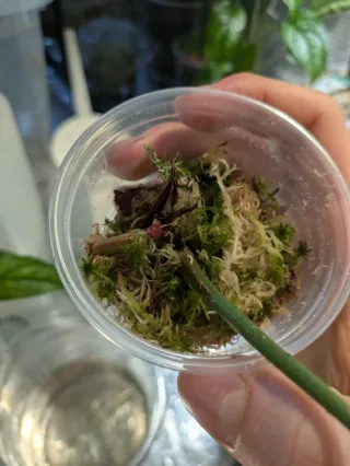 Anthurium crystallinum