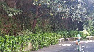 Local comercial en alquiler en San Francisco en Ourense