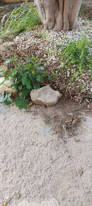 Piso en alquiler en Ciudad de Asís en Alicante