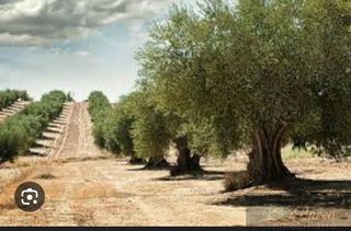 Terreno en venta en Rute