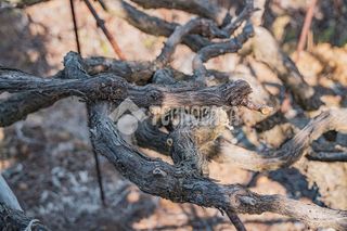 Terreno en venta en Victoria de Acentejo (La)