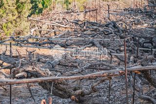 Terreno en venta en Victoria de Acentejo (La)