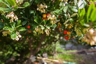 Casa rural en venta en Coín