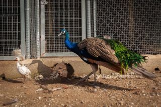 Casa rural en venta en Coín