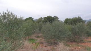 Terreno en venta en Vall d´Uixó (la)