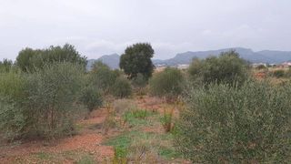 Terreno en venta en Vall d´Uixó (la)