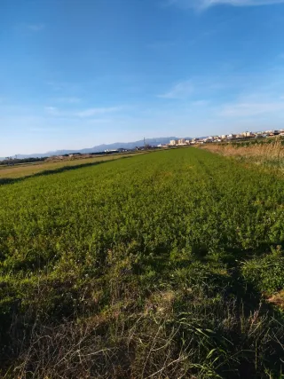 Terreno agrícola en Rojales