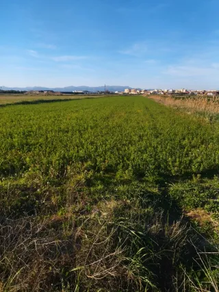 Terreno agrícola en Rojales