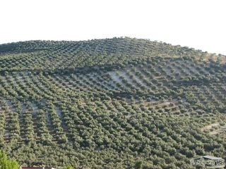 Terreno en venta en Lucena