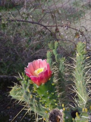 Terreno en venta en Lucena