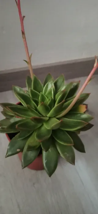 Planta Suculenta Echeveria