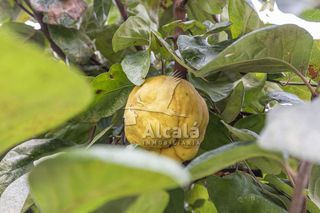 Casa en venta en Camarma de Esteruelas