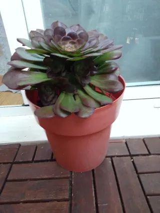 Planta suculenta Aeonium