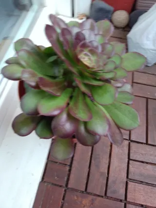 Planta suculenta Aeonium