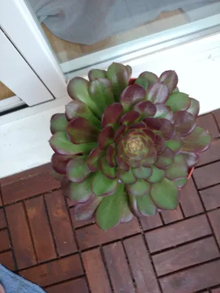 Planta suculenta Aeonium