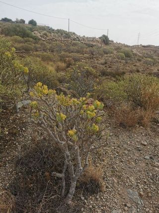 Terreno en venta en Granadilla de Abona ciudad en Granadilla de Abona