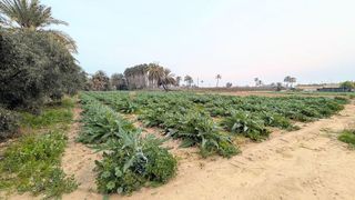 Casa rural en venta en La Algoda - Matola - El Pla en Elche