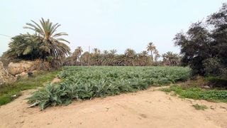 Casa rural en venta en La Algoda - Matola - El Pla en Elche