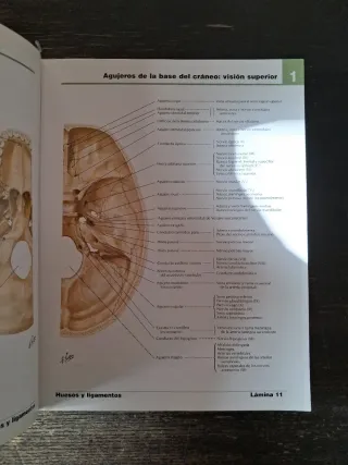 Atlas de anatomia humana [Nov 11, 2004] Netter,...