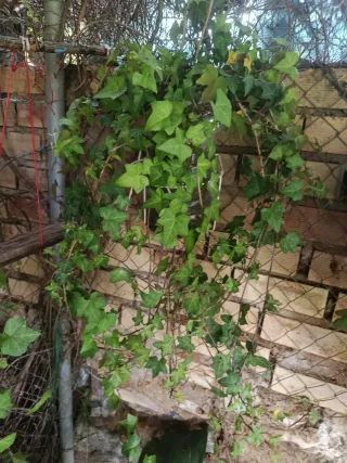 Planta de hiedra natural