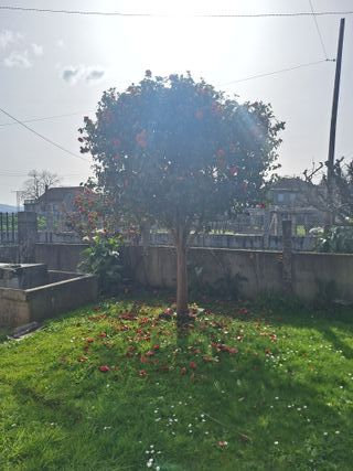 Árbol Camelia Rojo