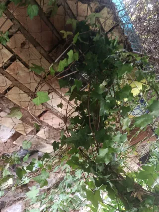 Planta de hiedra natural