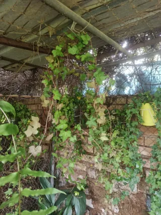 Planta de hiedra natural