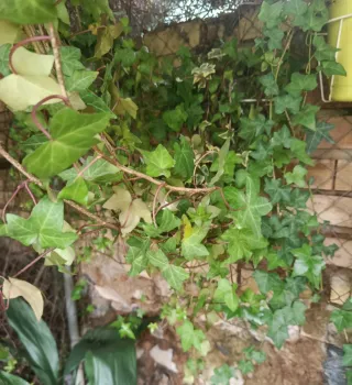 Planta de hiedra natural