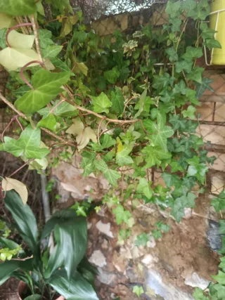 Planta de hiedra natural