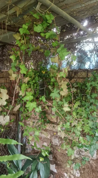 Planta de hiedra natural