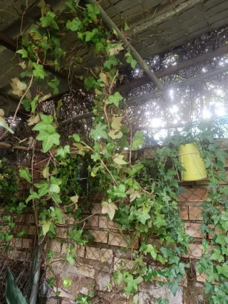 Planta de hiedra natural