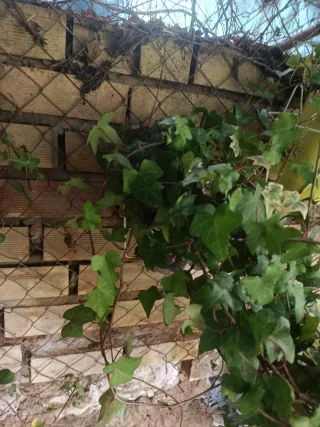 Planta de hiedra natural